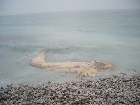 Balene a Mola di Bari